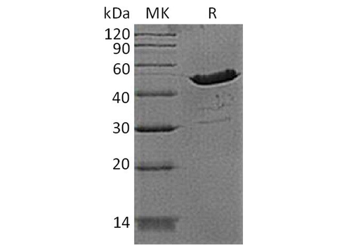> 90 % as determined by reducing SDS-PAGE.