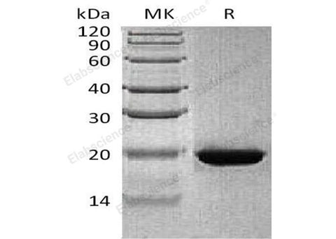 > 85 % as determined by reducing SDS-PAGE.