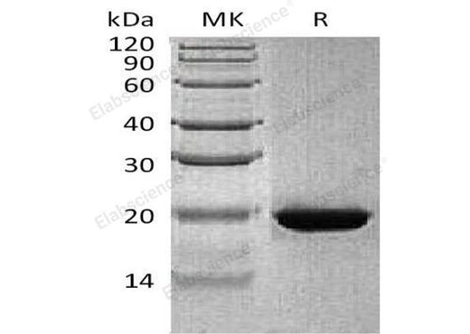 > 85 % as determined by reducing SDS-PAGE.