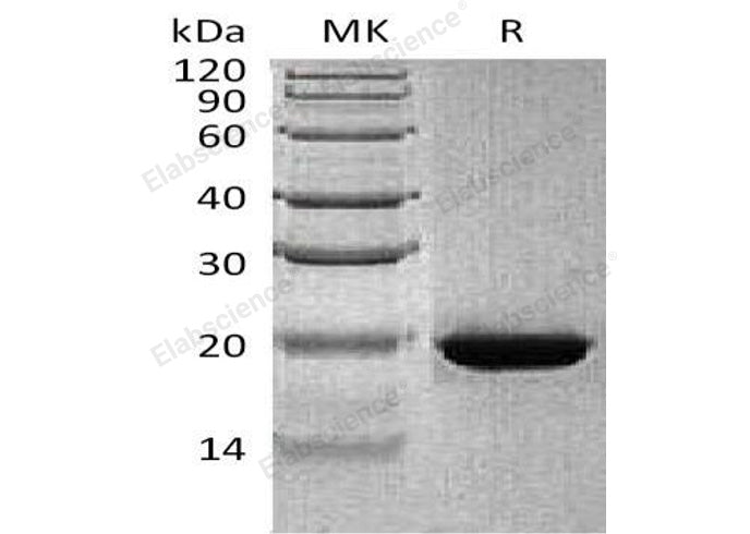 > 85 % as determined by reducing SDS-PAGE.