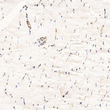 Immunohistochemistry analysis of paraffin-embedded Rat skeletal muscle using CD31 Monoclonal Antibody at dilution of 1:200.