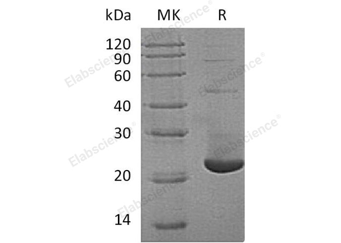 > 90 % as determined by reducing SDS-PAGE.
