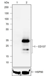 Anti-Mouse CD137 Antibody [A726]