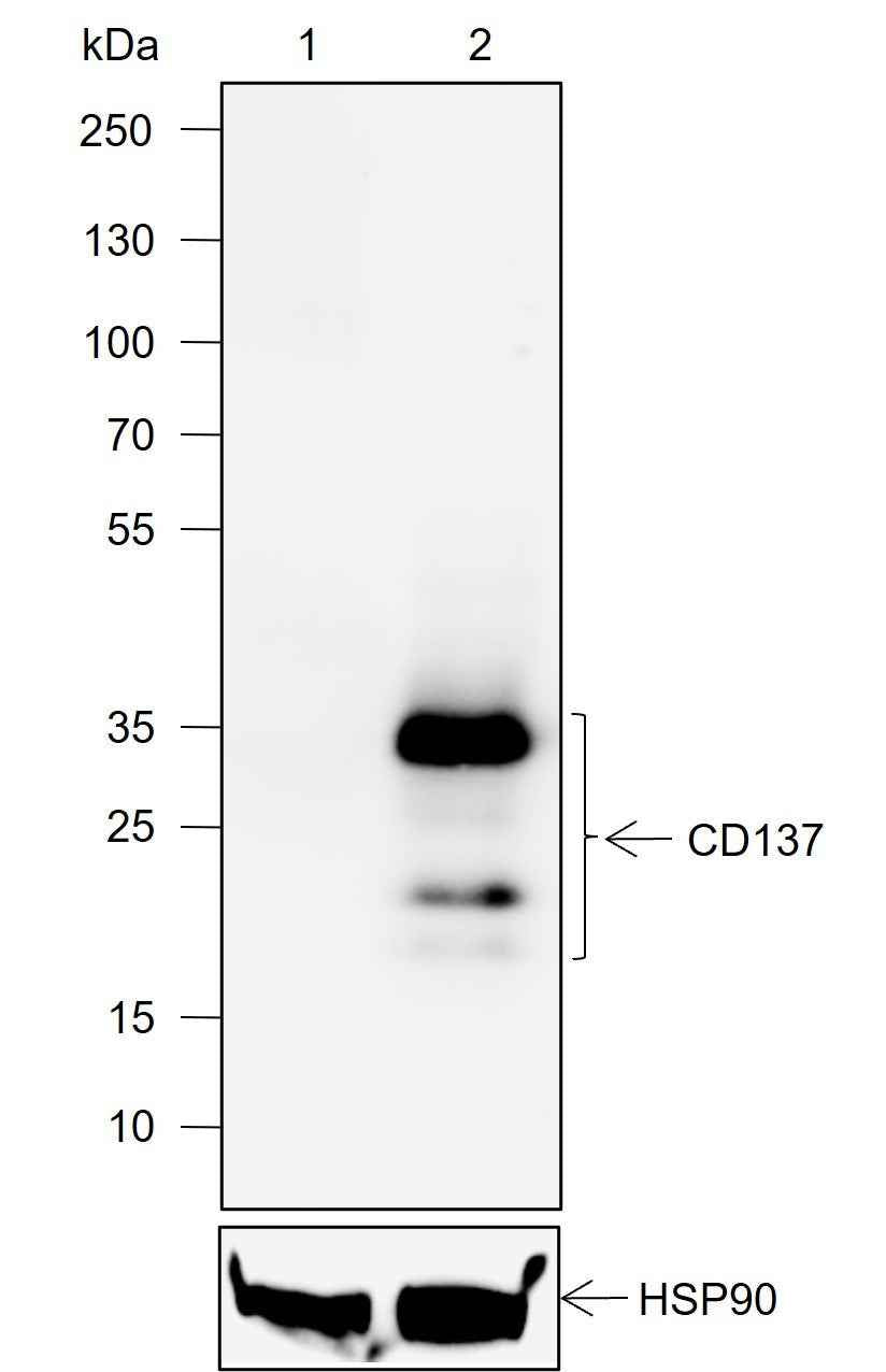 Anti-Mouse CD137 Antibody [A726]