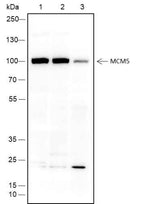 Anti-Human/Rat/Mouse MCM5 Antibody [A301]