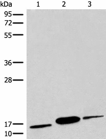 Western blot analysis of Human muscle tissue Human heart tissue Mouse heart tissue lysates using COX6A2 Polyclonal Antibody at dilution of 1:450