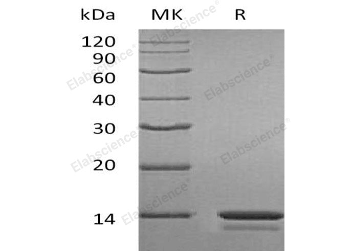 > 95 % as determined by reducing SDS-PAGE.