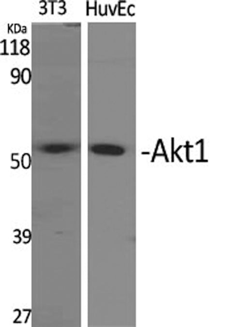 Western Blot analysis of 3T3, HuvEc cells using Akt1 Polyclonal Antibody at dilution of 1:2000.