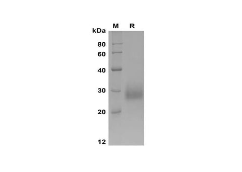 SDS-PAGE analysis of Human RNASE3 proteins, 2 μg/lane of Recombinant Human RNASE3 proteins was resolved with SDS-PAGE under reducing conditions, showing bands at 25-30 kDa.