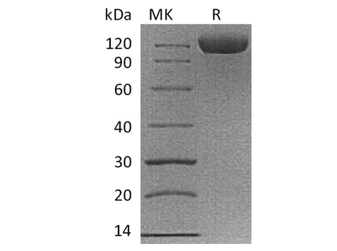 Recombinant Cynomolgus B7-H3/CD276 Protein (Fc Tag) - ABMIUM