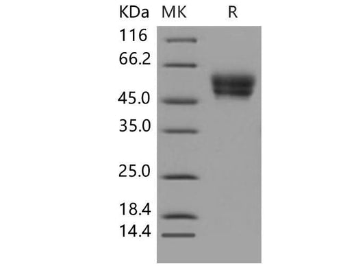 > 97 % as determined by reducing SDS-PAGE.