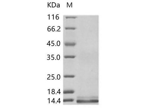 > 90 % as determined by reducing SDS-PAGE.