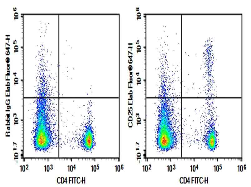 Anti-Mouse CD25 Antibody [2E4] - ABMIUM