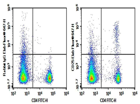 Anti-Mouse CD25 Antibody [2E4] - ABMIUM