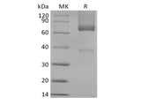> 95 % as determined by reducing SDS-PAGE.