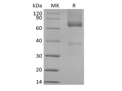 > 95 % as determined by reducing SDS-PAGE.