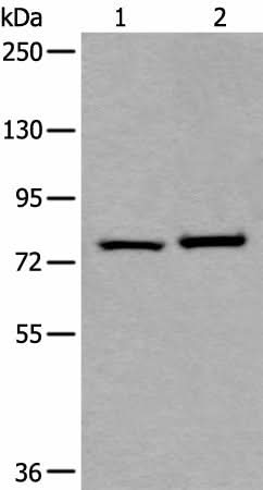 Western blot analysis of Hela and HEPG2 cell lysates using RIPK1 Polyclonal Antibody at dilution of 1:800