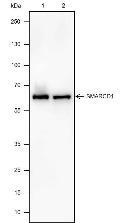 Anti-Human/Mouse SMARCD1 Antibody [A511]