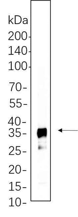Anti-Human/Mouse/Rat/Pig IκB-α Antibody [B625]