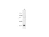 Anti-Mouse CRP Antibody - ABMIUM