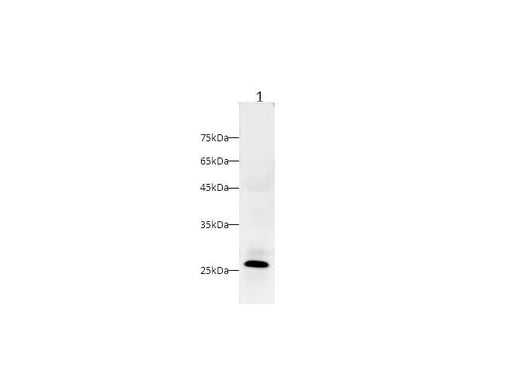 Anti-Mouse CRP Antibody - ABMIUM