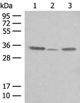 Western blot analysis of OP9 HepG2 and NIH/3T3 cell lysates using CNPY3 Polyclonal Antibody at dilution of 1:400
