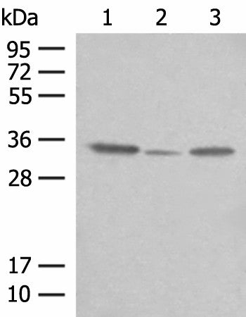Western blot analysis of OP9 HepG2 and NIH/3T3 cell lysates using CNPY3 Polyclonal Antibody at dilution of 1:400