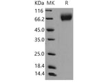 > 98 % as determined by reducing SDS-PAGE.