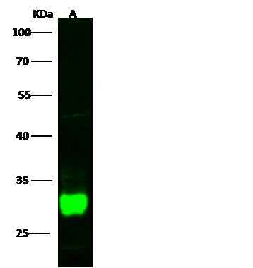 Anti-Human DCUN1D2 Antibody [B380] - ABMIUM