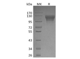 > 95 % as determined by reducing SDS-PAGE.