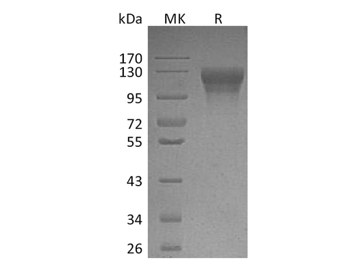 > 95 % as determined by reducing SDS-PAGE.