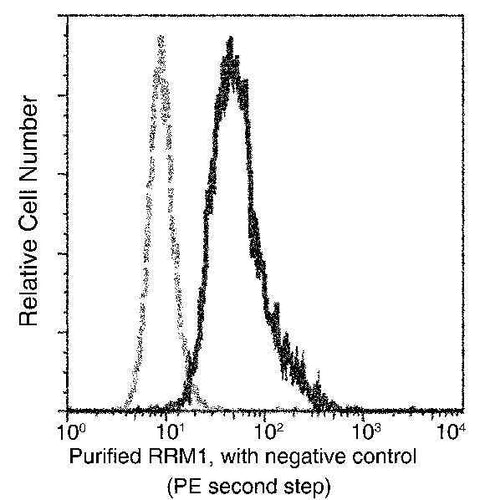 Anti-Human RRM1 Antibody [A931] - ABMIUM