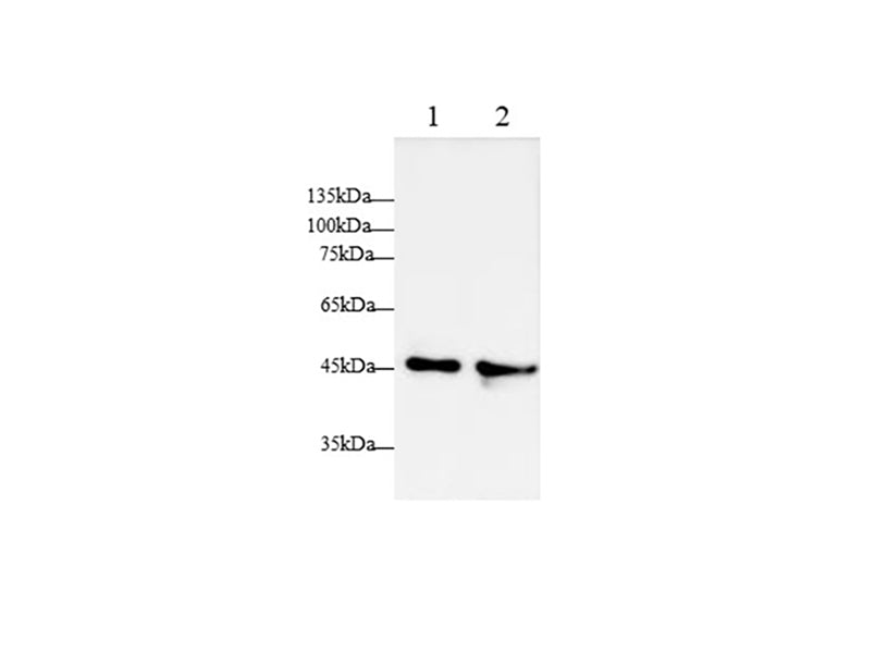 Anti-Human APOA4 Antibody - ABMIUM