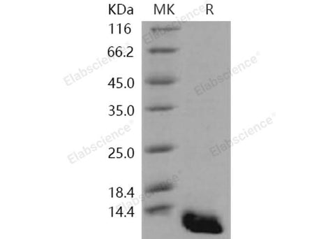 > 95 % as determined by reducing SDS-PAGE.