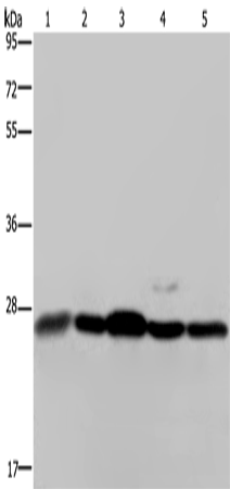Anti-Human/Mouse/Rat HMGB1 Antibody - ABMIUM