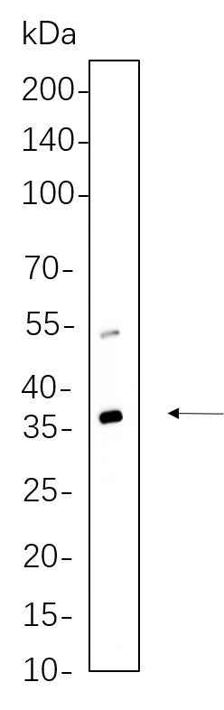 Anti-Human/Mouse/Rat ATG3 Antibody [B662] - ABMIUM