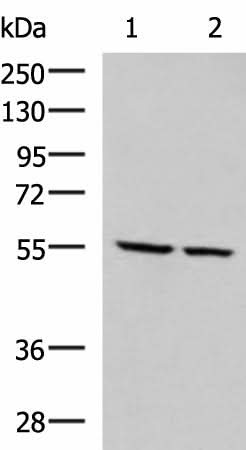 Western blot analysis of LOVO and LO2 cell lysates using ECM1 Polyclonal Antibody at dilution of 1:650