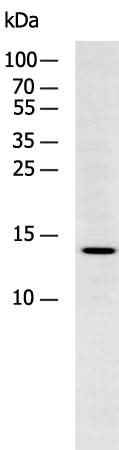 Anti-Human/Mouse/Rat H2AFJ Antibody