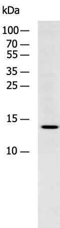 Western blot analysis of Jurkat cell lysate using H2AFJ Polyclonal Antibody at dilution of 1:800