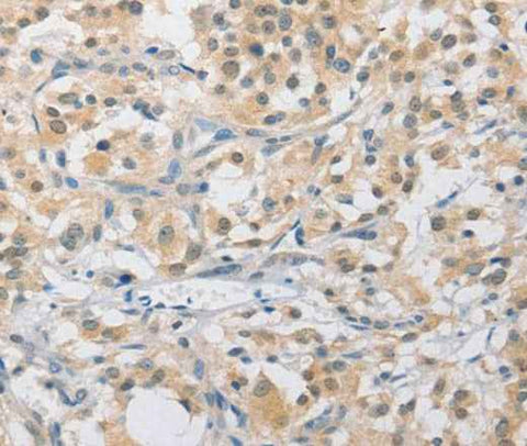 Anti-Human APLF Antibody