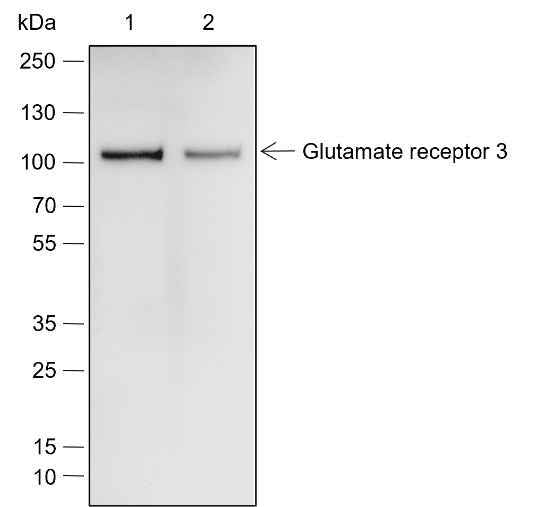 Anti-Rat/Mouse Glutamate receptor 3 Antibody [A661]