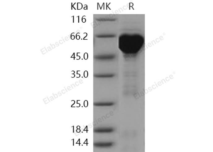 > 90 % as determined by reducing SDS-PAGE.