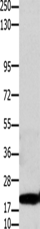 Anti-Human/Mouse/Rat CLDN1 Antibody - ABMIUM