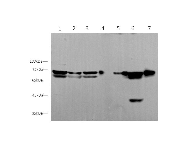 Anti-Human/Mouse HSPA5 Antibody - ABMIUM