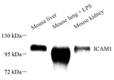Western Blot analysis of various samples using CD54 Polyclonal Antibody at dilution of 1:1000.