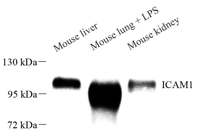 Western Blot analysis of various samples using CD54 Polyclonal Antibody at dilution of 1:1000.