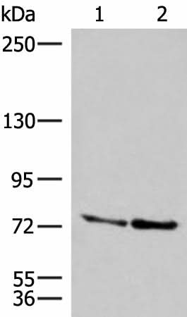Western blot analysis of A172 and NIH/3T3 cell lysates using DNAJC14 Polyclonal Antibody at dilution of 1:400
