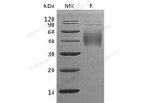 > 95 % as determined by reducing SDS-PAGE.
