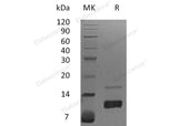 > 98 % as determined by reducing SDS-PAGE.