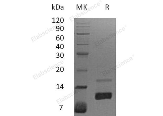 > 98 % as determined by reducing SDS-PAGE.